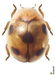 Serratitibia sp. 16