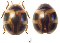 Serratitibia sp. 17