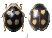 Serratitibia sp. 18