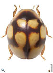 Serratitibia sp. 4