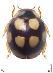 Serratitibia sp. 6