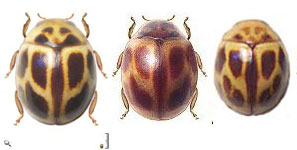 Serratitibia uncinata