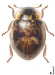 Stenadalia nigrodorsata