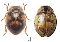 Stenadalia peregrina