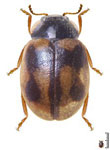  Stenadalia sp. 2