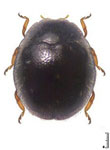  Stethorus sp. 07