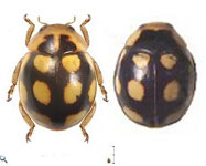 Tenuisvalvae bisquinquepustulata