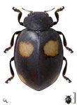 Toxotoma cuzcoensis