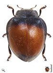 Toxotoma jujuyi