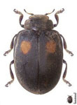 Toxotoma tridentata