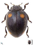 Toxotoma venusta