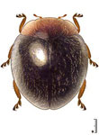 Zagloba sp. 5  