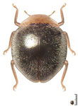  Zenoria flavicollis