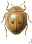  Zenoria variabilis