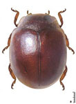 Zilus sp. 2