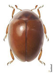 Coccidophilus barrigai