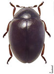  Coccidophilus citricola