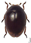 Coccidophilus lozadai