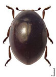 Coccidophilus occidentalis