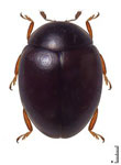 Coccidophilus octomerus