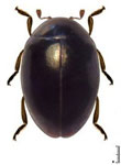 Coccidophilus transandinus