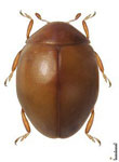 Coccidophilus vandenbergae