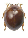 Delphastus sp. 3