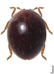 Delphastus sp. 9