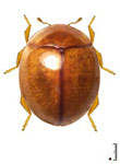 Delphastus berryi