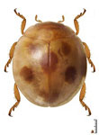 Neojauravia naeida