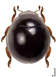 Nexophallus sp. 1