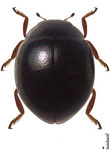 Sticholotidini sp. 2