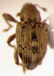  Neohydronomus pulchellus