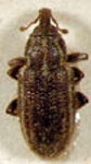  Listronotus cyrticus