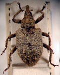  Conotrachelus squalidus