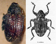  Conotrachelus stellaris