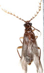 Pseudotelegeusis sp. A