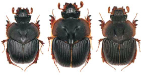  Athyreus alvarengai