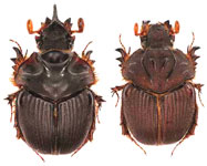  Athyreus giuglarisi