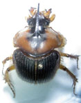  Athyreus unicornis