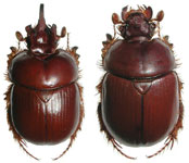  Bolborhinum tricorne