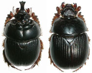  Bolborhinum trilobulicorne