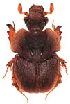  Neoathyreus (Neoathyreus) excavatus