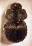  Martinezostes sp. 1