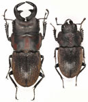 Aegognathus leuthneri damasoi