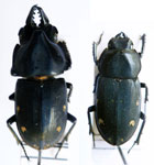  Chileistomus cucullatus