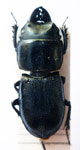  Pycnosiphorus brevicollis