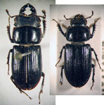  Metadorcinus tucumanus