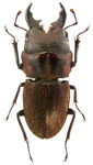 Aegognathus aguirei