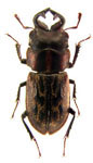 Andinolucanus inesae